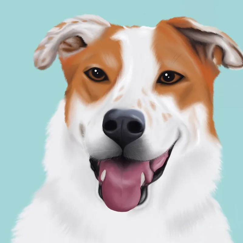 Digital portrait of a smiling ginger and white dog on a turquoise background